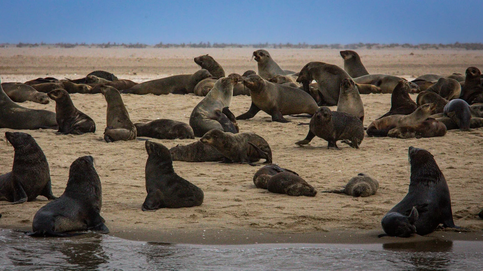 Kayak et observation des phoques à Walvis Bay