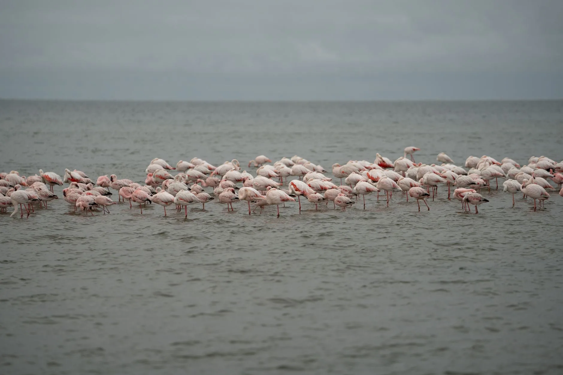 Walvis Bay : la lagune aux flamants roses
