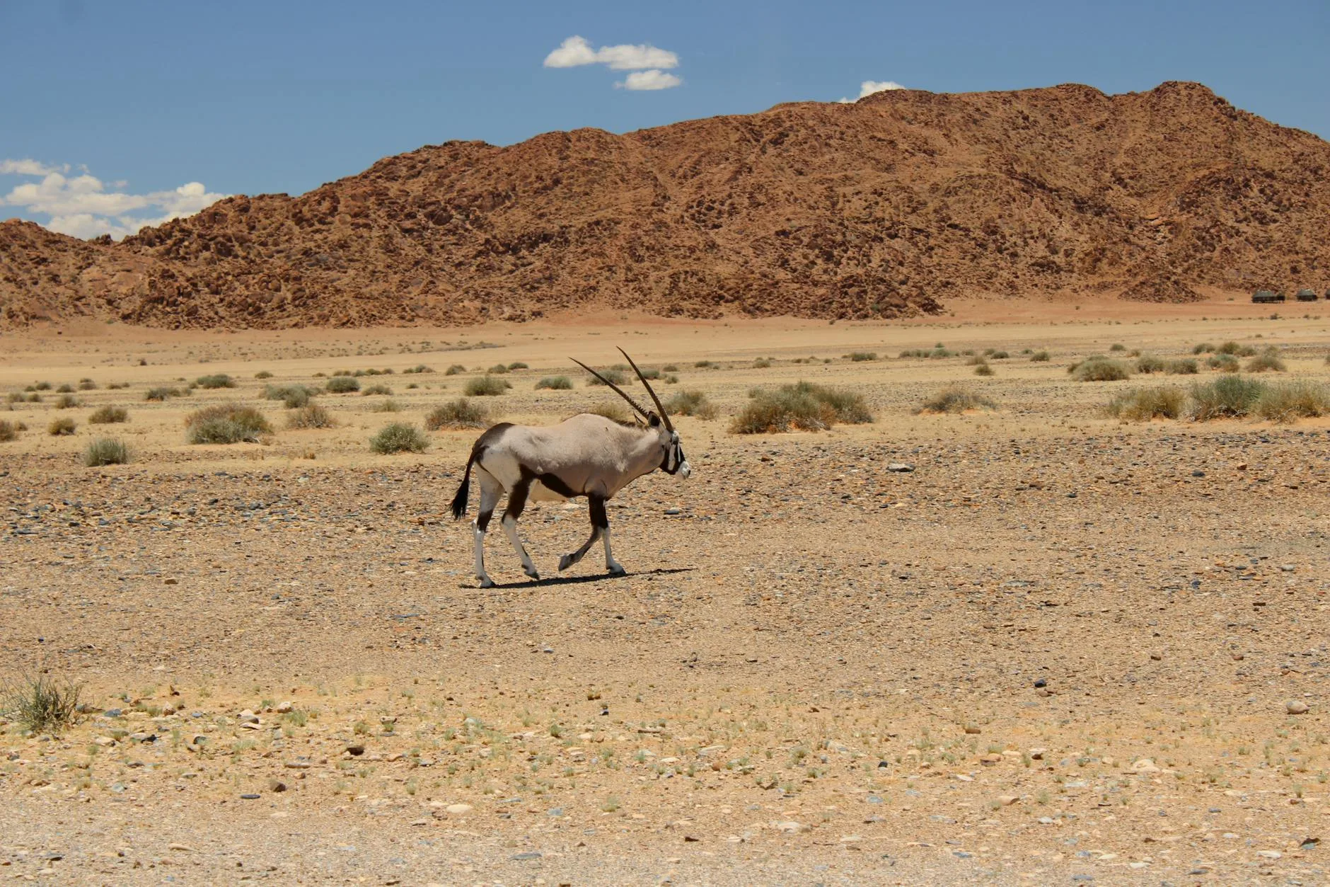 La faune et flore du Namib