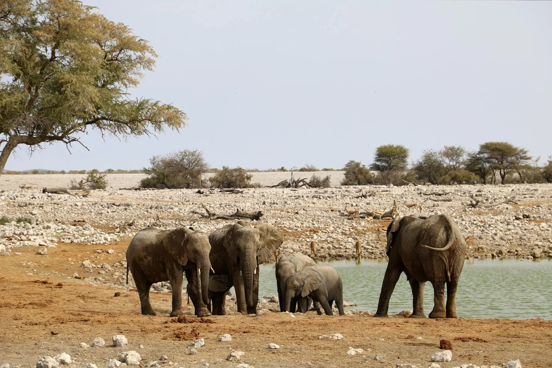 Etosha — Le royaume de la faune sauvage