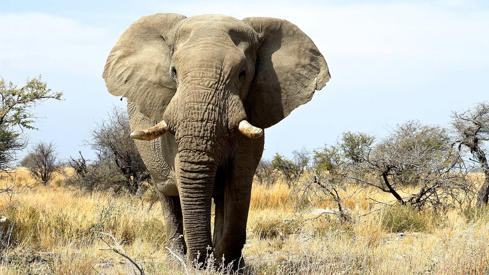 ️ Jour 10 — Safari Etosha + retour Windhoek (440 km)