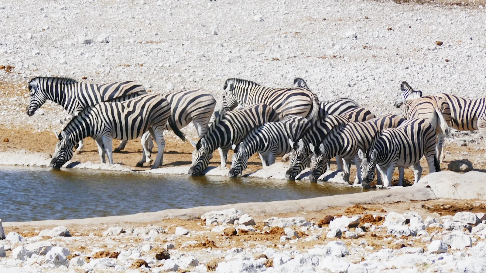 Le parc national d'Etosha : le royaume des points d'eau