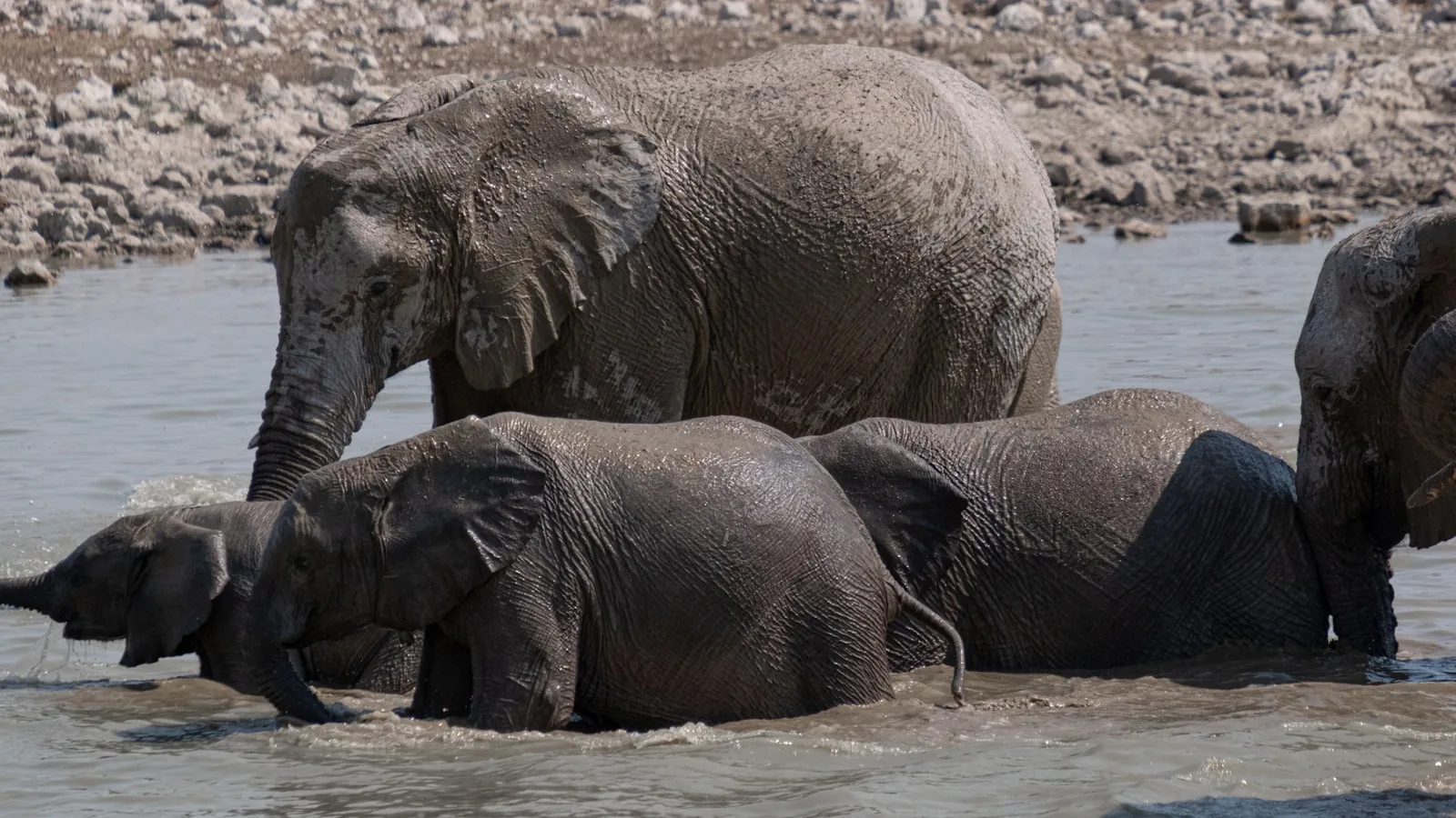 Troupeau d'éléphants s'abreuvant à un point d'eau dans le parc national d'Etosha, nord de la Namibie