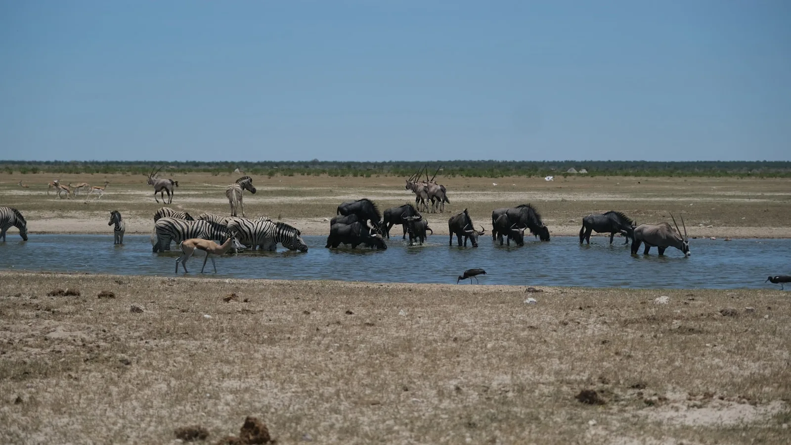 Éléphants au point d'eau illuminé d'Okaukuejo au crépuscule dans le parc national d'Etosha