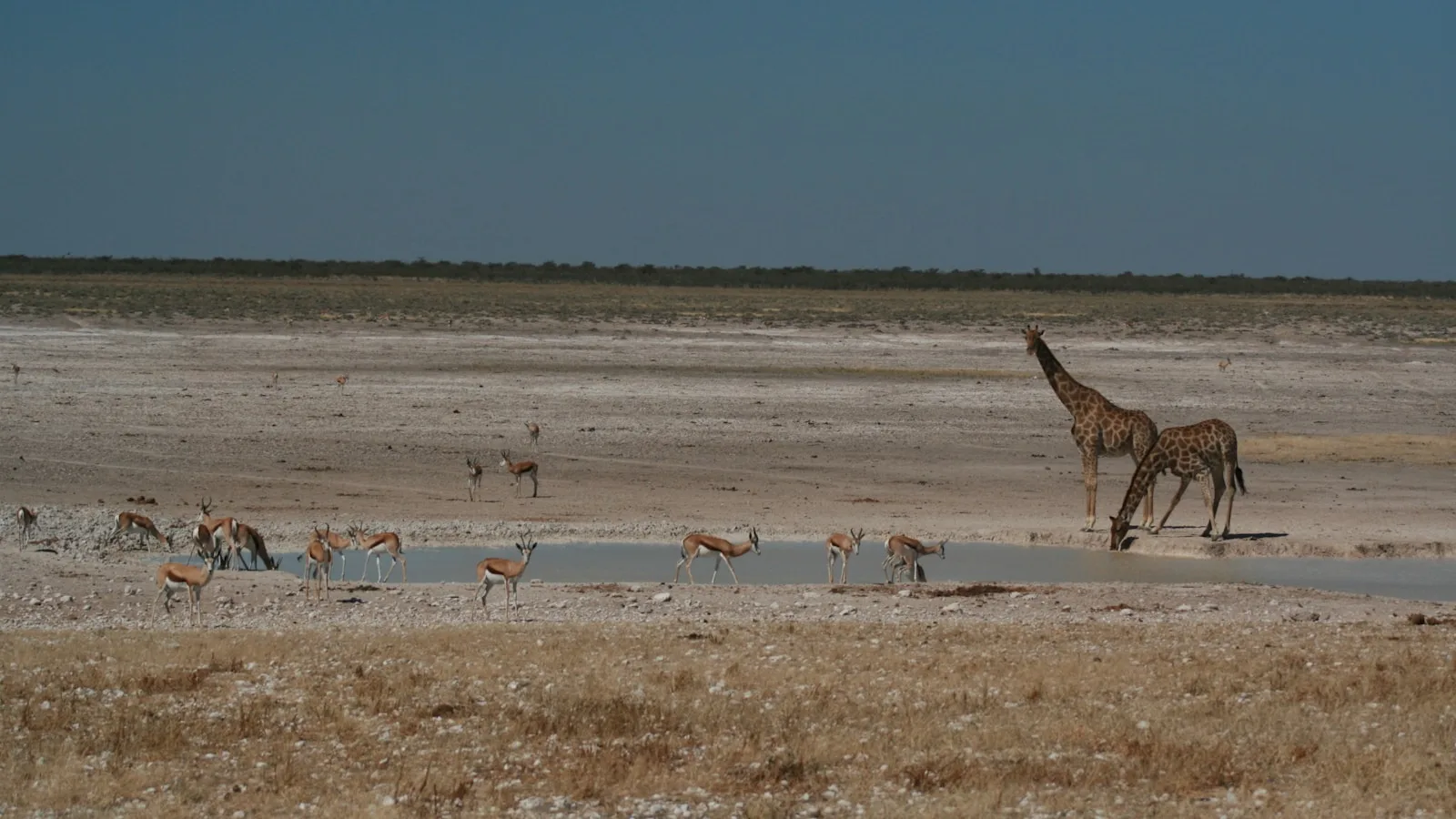 2. 🦁 Le pan salé d'Etosha — La plaine des mirages