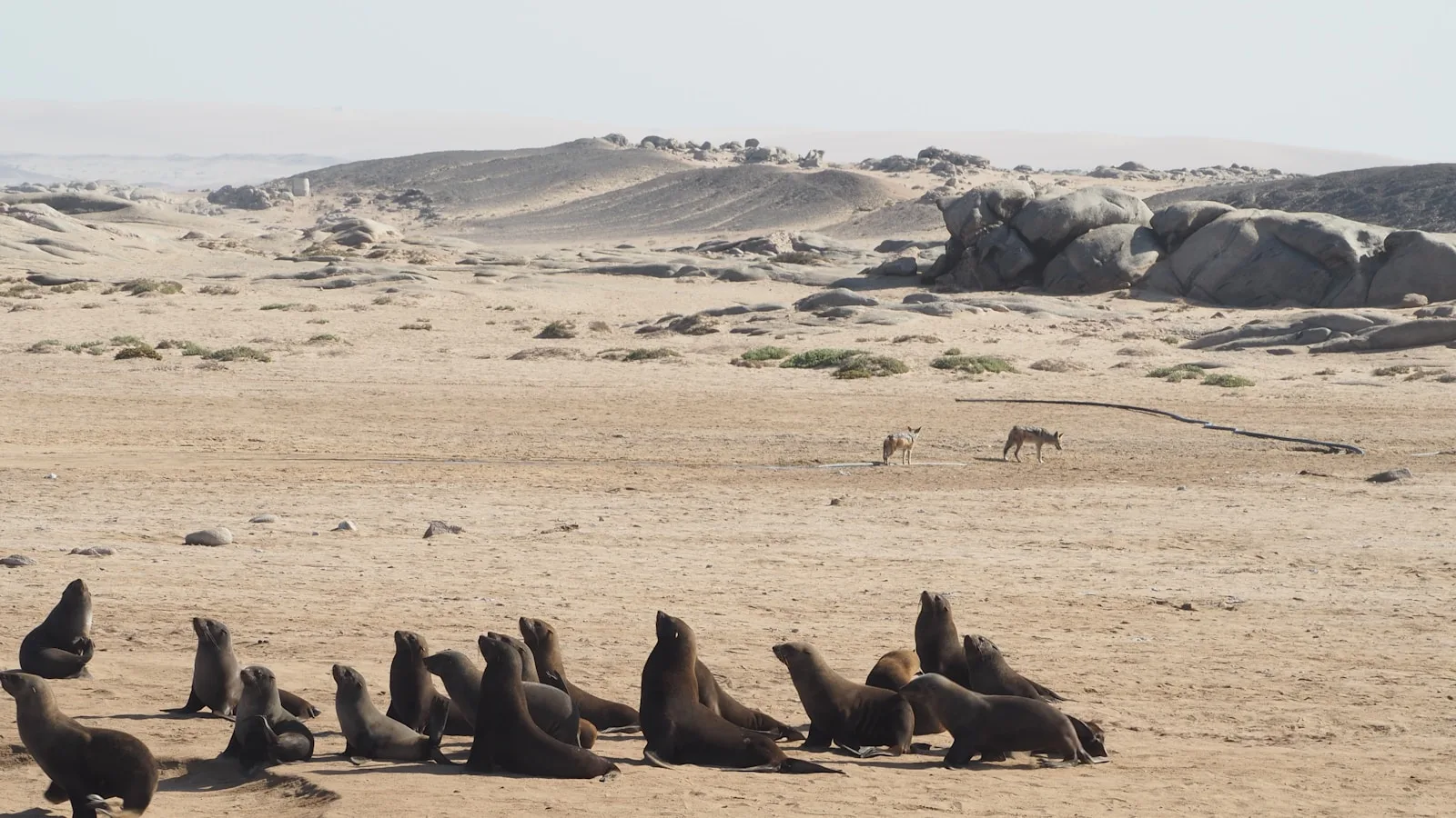 La faune de la Skeleton Coast