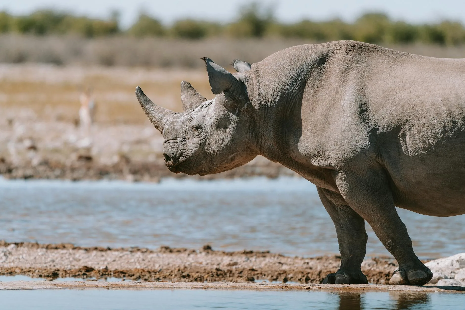 Les rhinocéros noirs de désert : une rencontre exceptionnelle