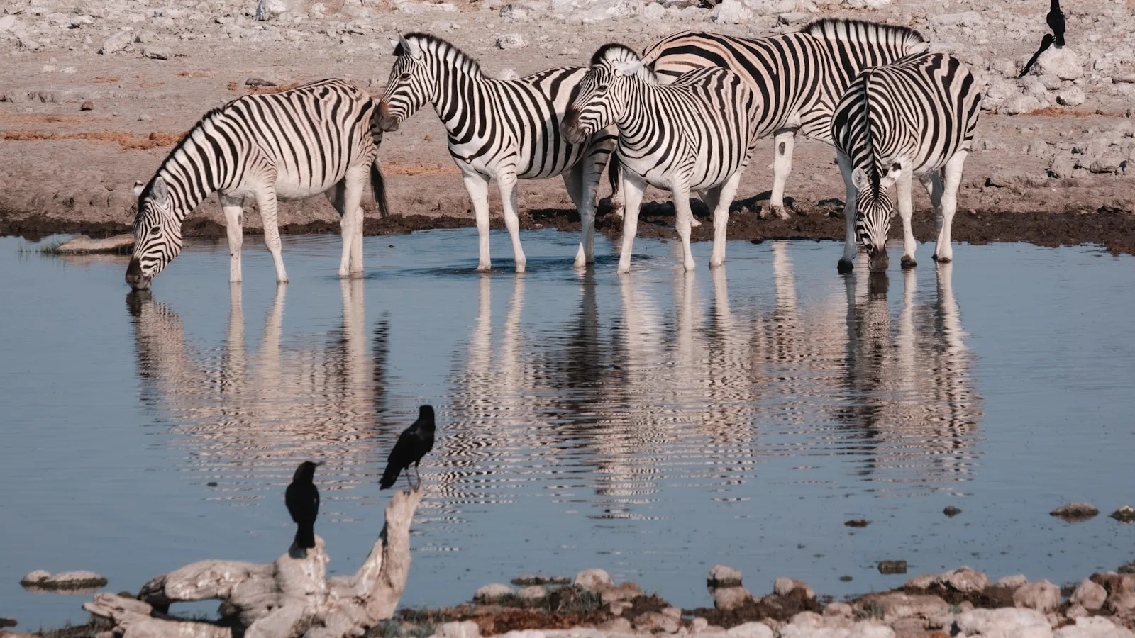 Zèbres à un point d'eau dans le parc national d'Etosha, Namibie