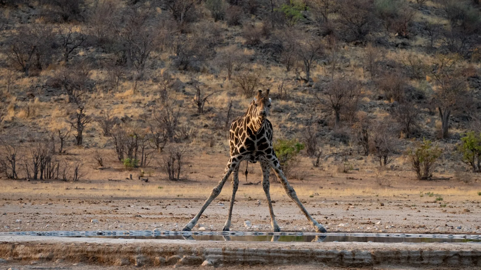 Girafe au point d'eau en saison sèche, parc national d'Etosha, Namibie