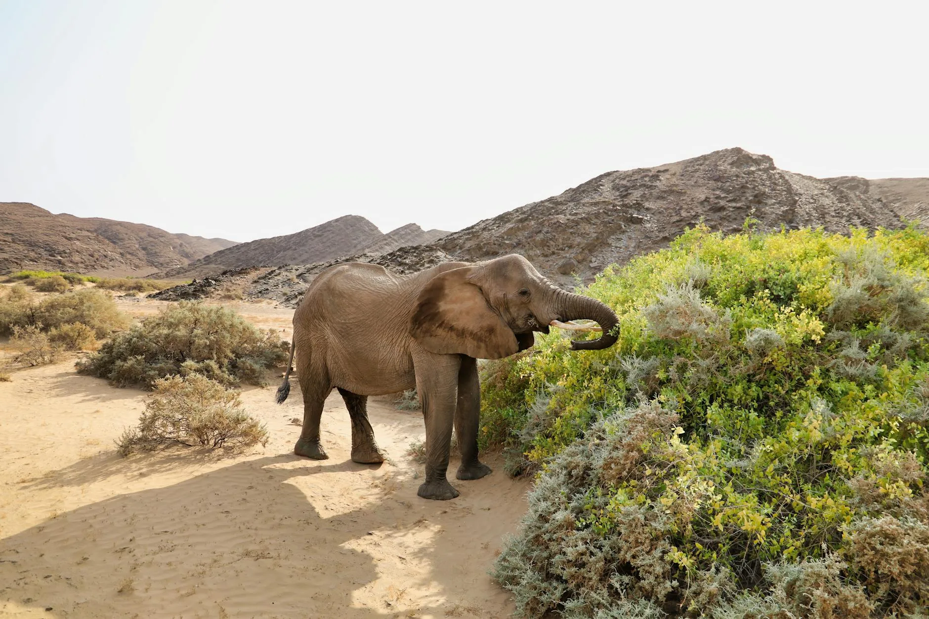 Éléphants du désert et faune du Damaraland