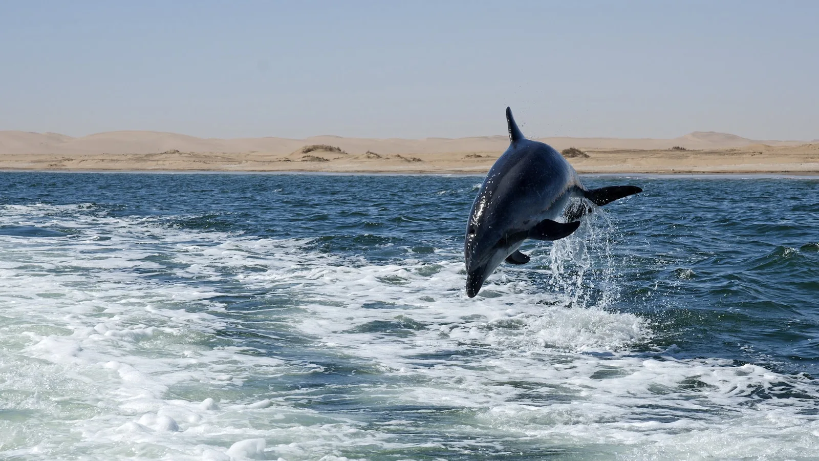 Croisière catamaran : dauphins, otaries et huîtres fraîches